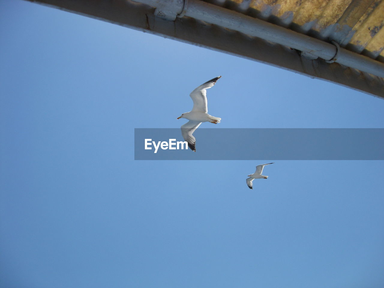 LOW ANGLE VIEW OF SEAGULLS AGAINST CLEAR BLUE SKY