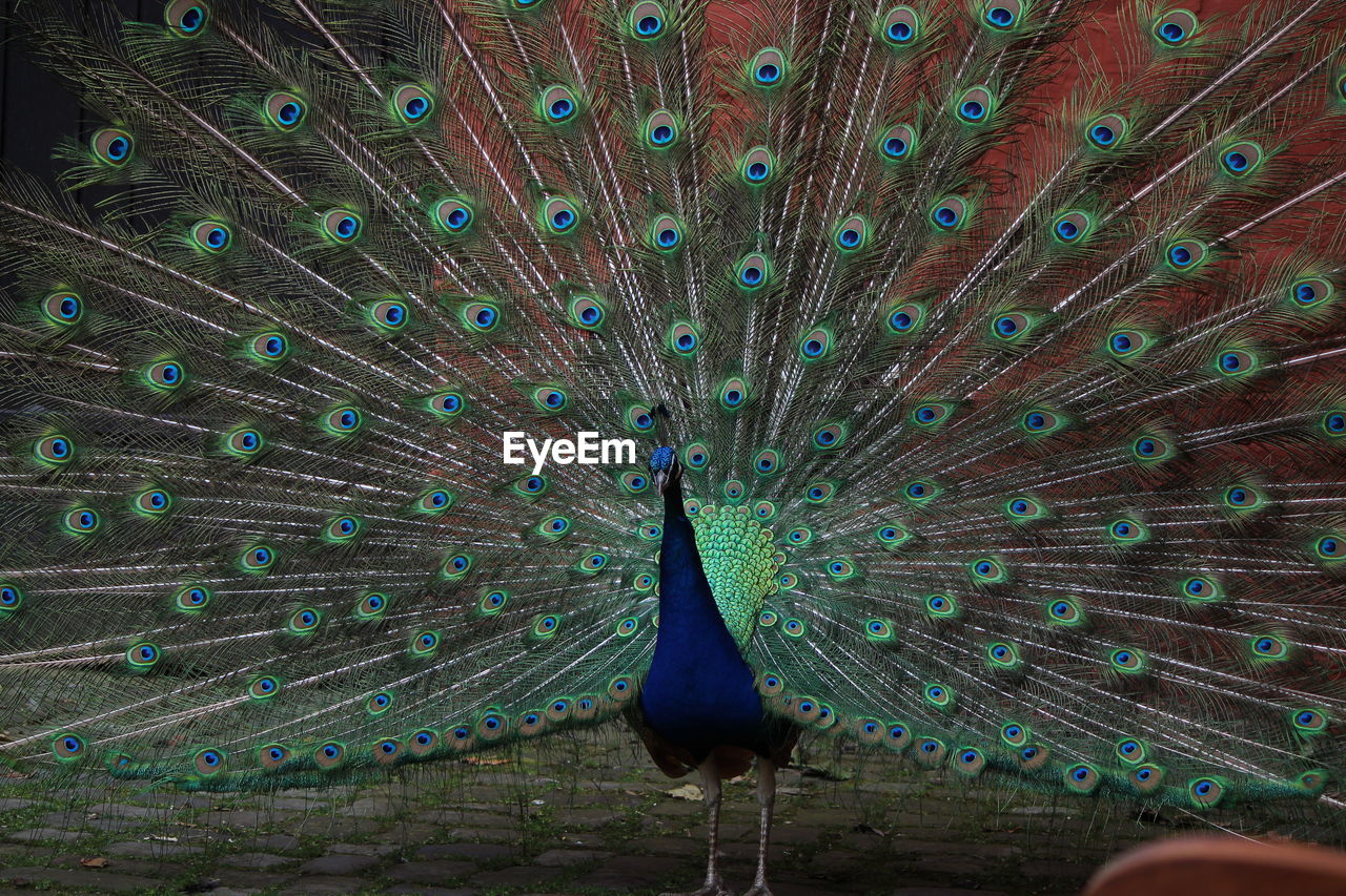 CLOSE-UP OF PEACOCK WITH FEATHERS