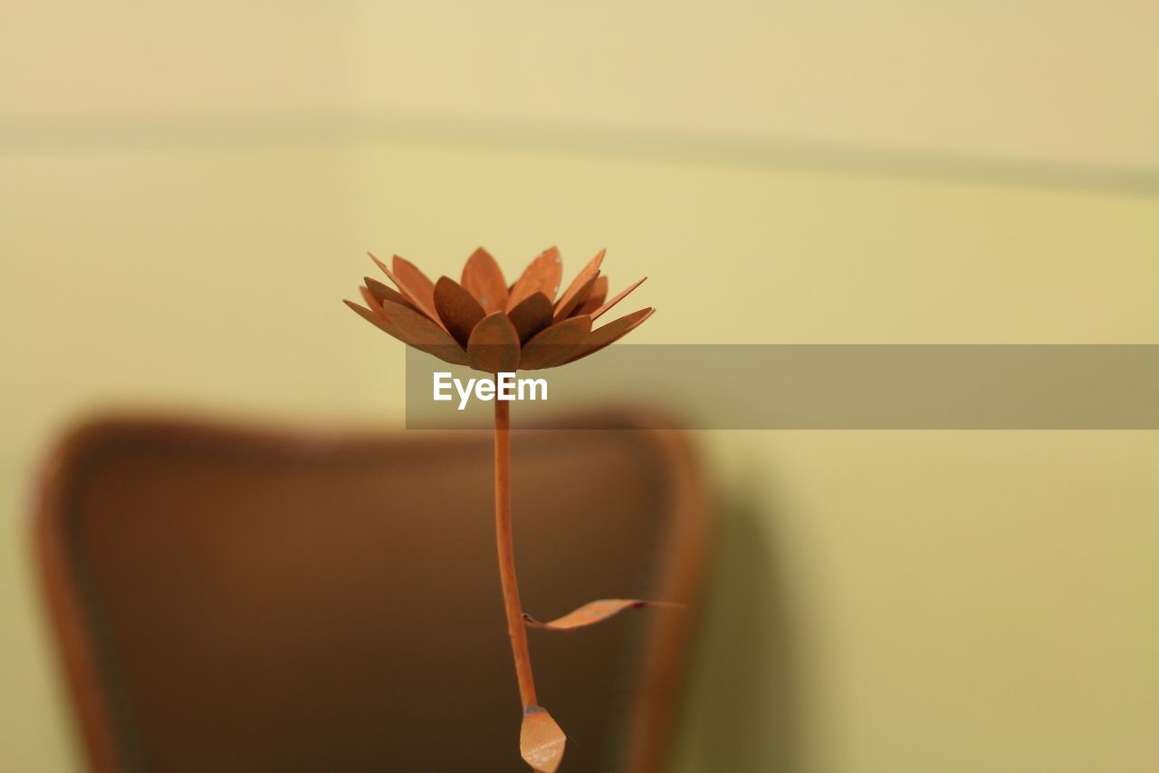 CLOSE-UP OF ORANGE LEAF ON PLANT