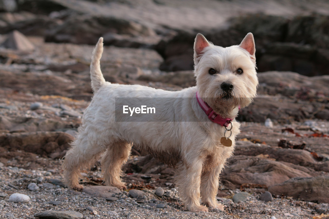 Dog standing on field