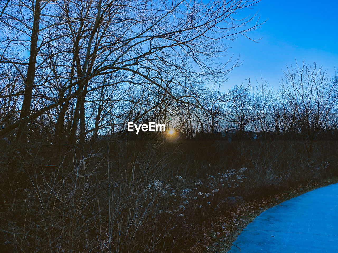 SCENIC VIEW OF BARE TREES AGAINST SKY DURING WINTER