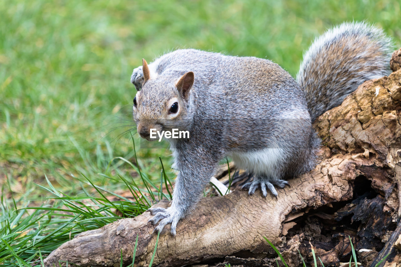 Close-up portrait of squirrel on tree