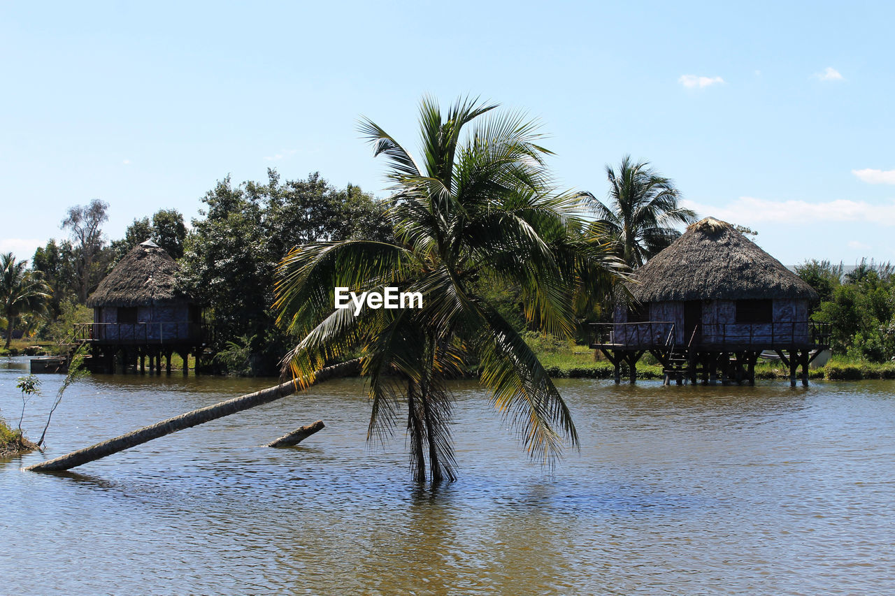 Palm trees in park against sky