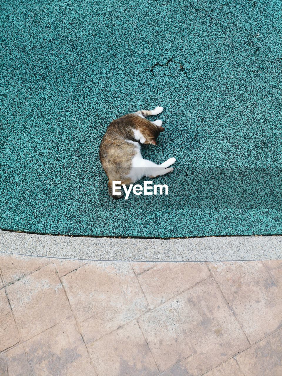 HIGH ANGLE VIEW OF A DOG ON THE FLOOR