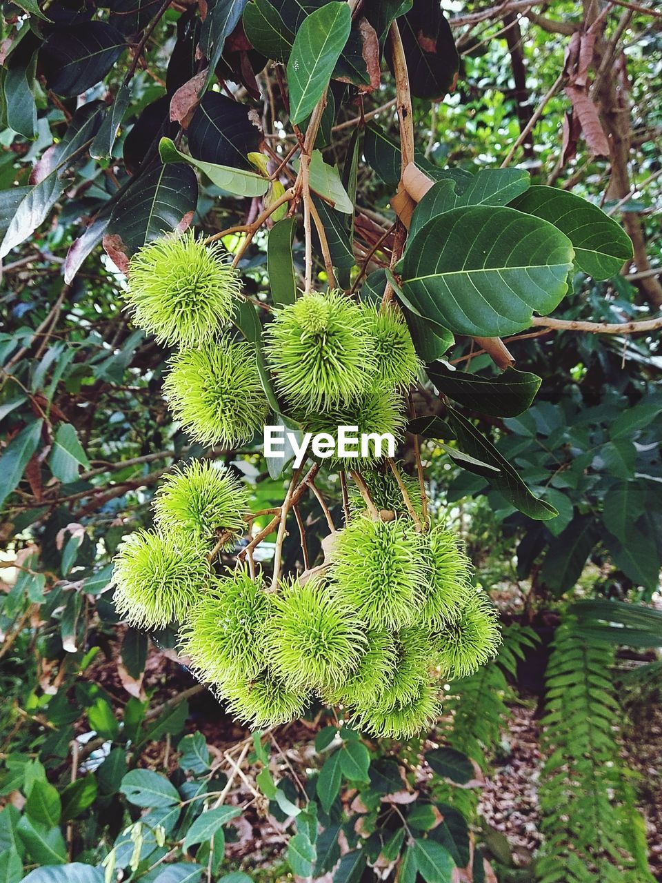 Close-up of fruits growing on tree