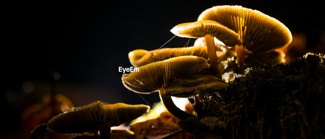 Mushrooms growing at forest during night