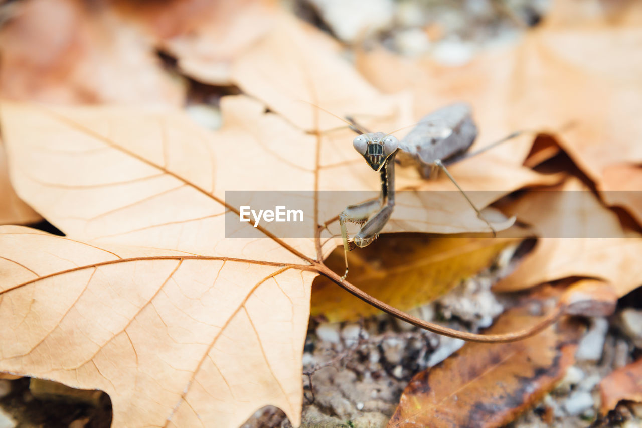 Close-up of praying mantis on dry leaf