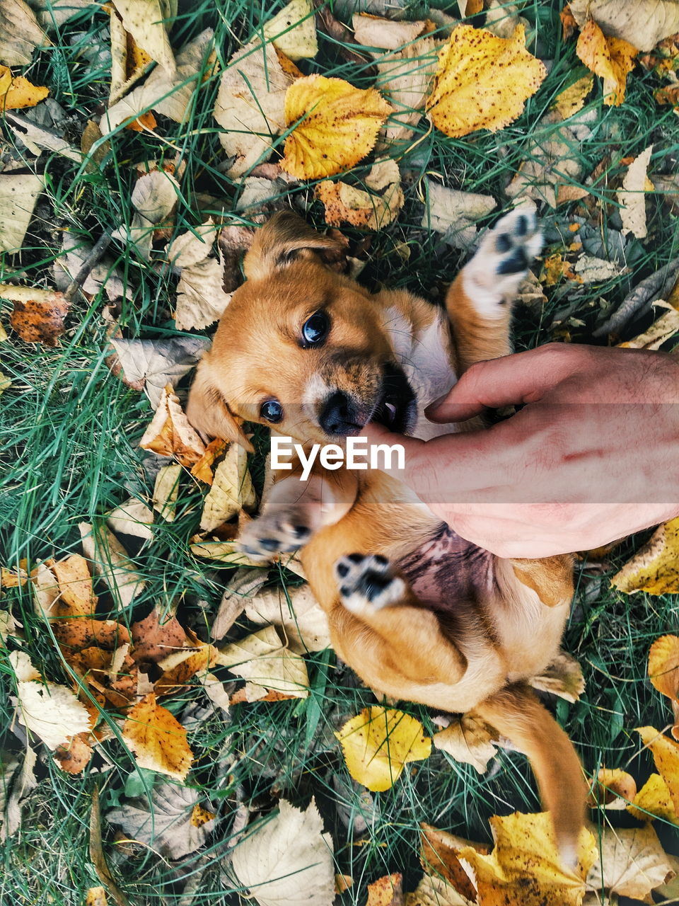 Cropped hand of person playing with puppy on field