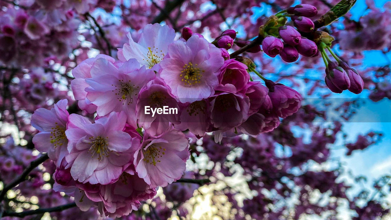 plant, flower, flowering plant, freshness, beauty in nature, growth, fragility, blossom, tree, nature, springtime, pink, close-up, spring, branch, petal, inflorescence, flower head, no people, focus on foreground, purple, botany, outdoors, day, cherry blossom, low angle view, twig, produce, macro photography, pollen, sky, selective focus, cherry tree, fruit tree