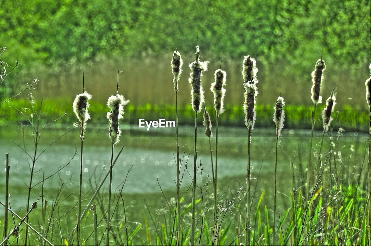 PLANTS GROWING ON FIELD