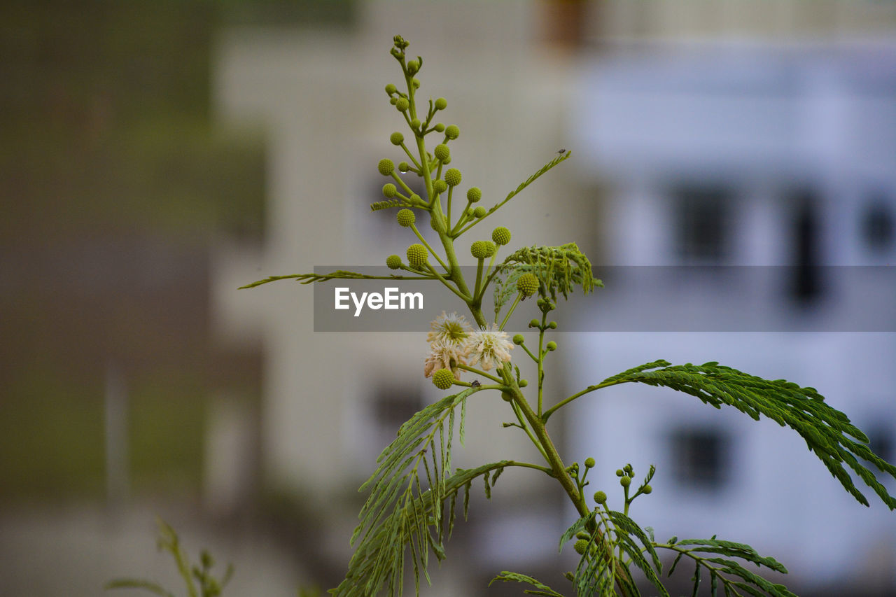 CLOSE-UP OF PLANT AGAINST WHITE WALL