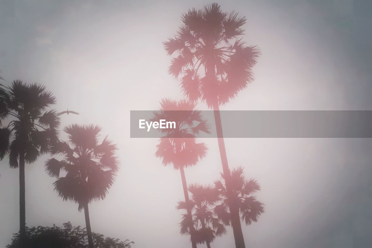 LOW ANGLE VIEW OF TREES AGAINST CLEAR SKY