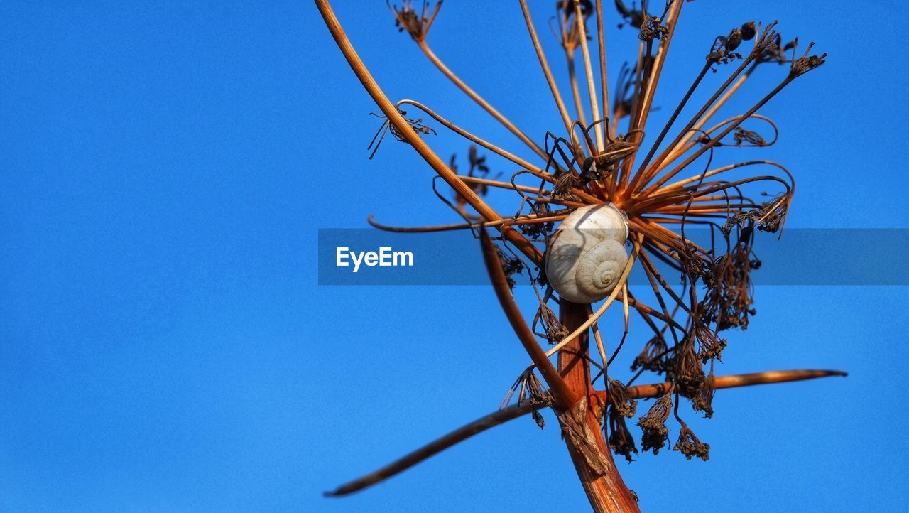 LOW ANGLE VIEW OF LIZARD AGAINST BLUE SKY