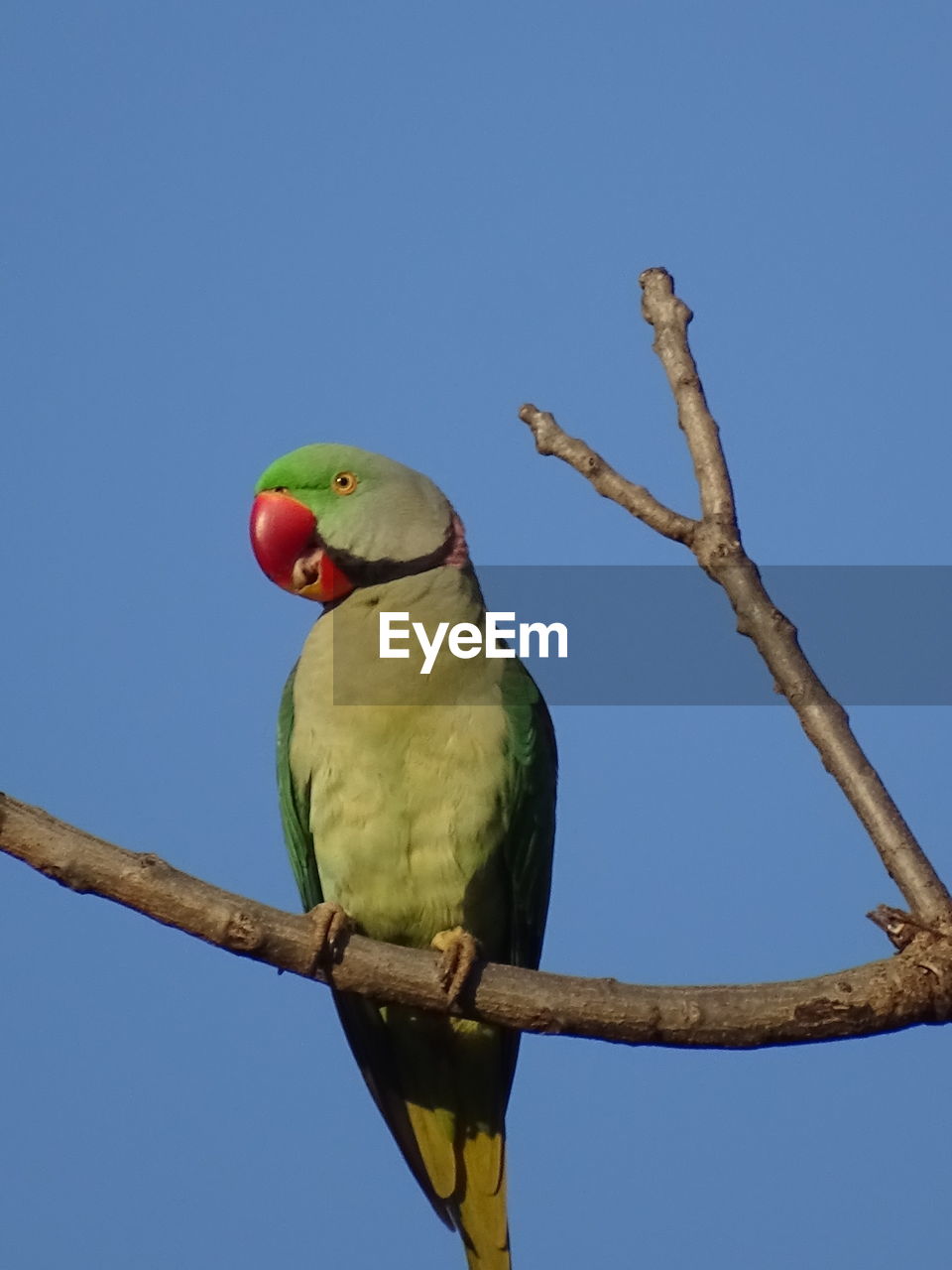 LOW ANGLE VIEW OF PARROT PERCHING ON TREE AGAINST BLUE SKY