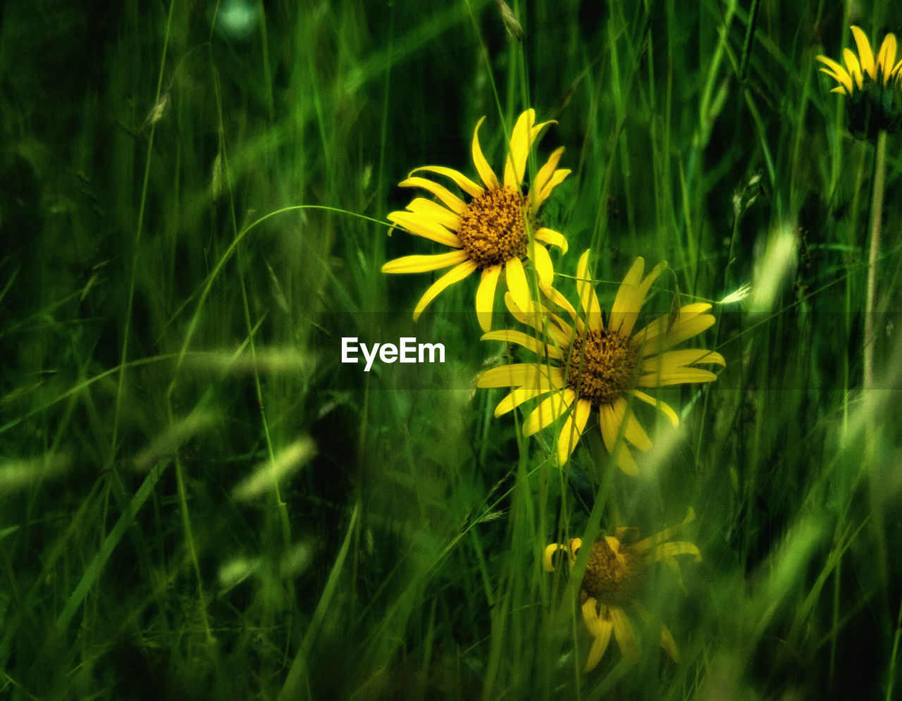 Close-up of yellow flower
