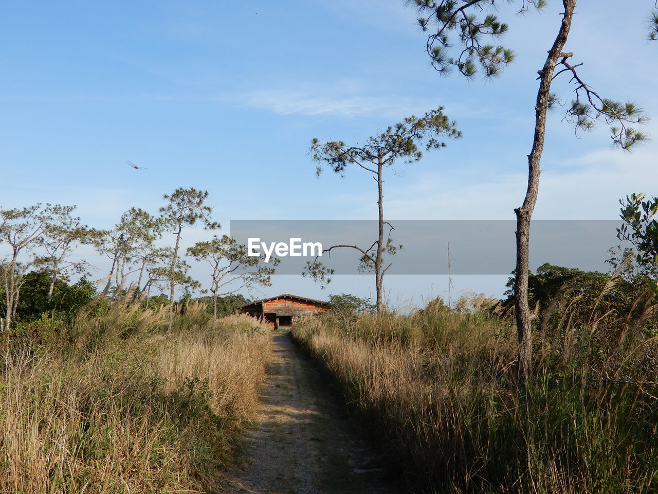 Footpath to abandoned palace amidst trees on field against sky in kampot, southern cambodia. 