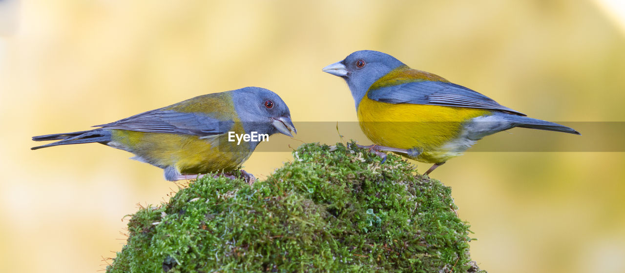 CLOSE-UP OF BIRDS PERCHING ON A TREE