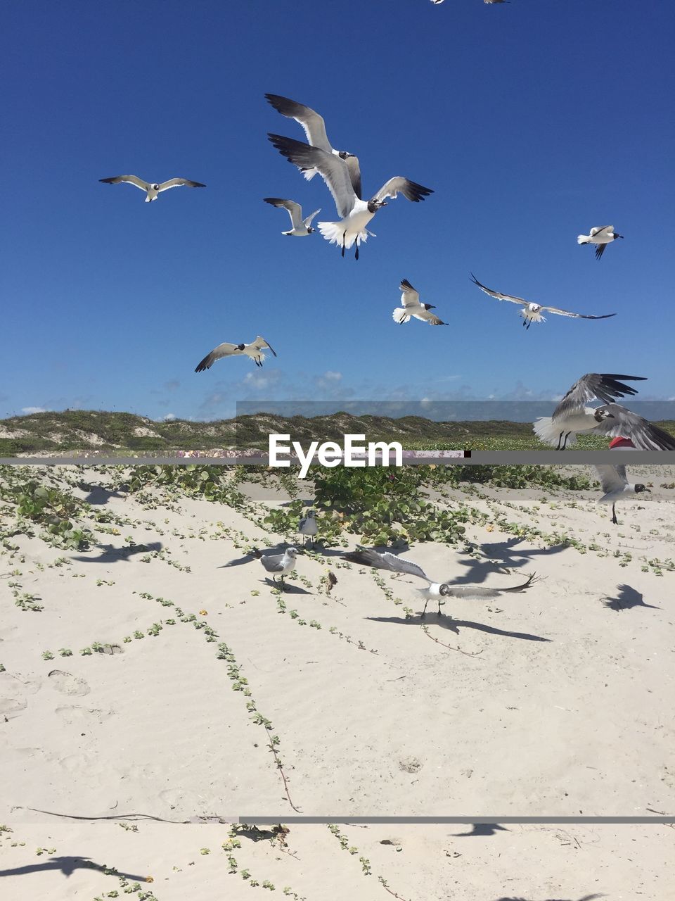 Black-headed gulls flying on landscape against blue sky