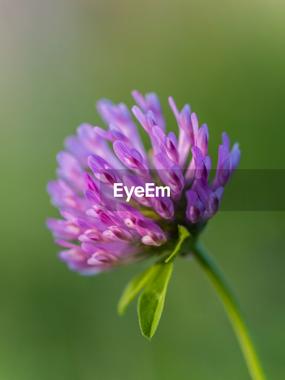 Close-up of purple flowering plant red clover 