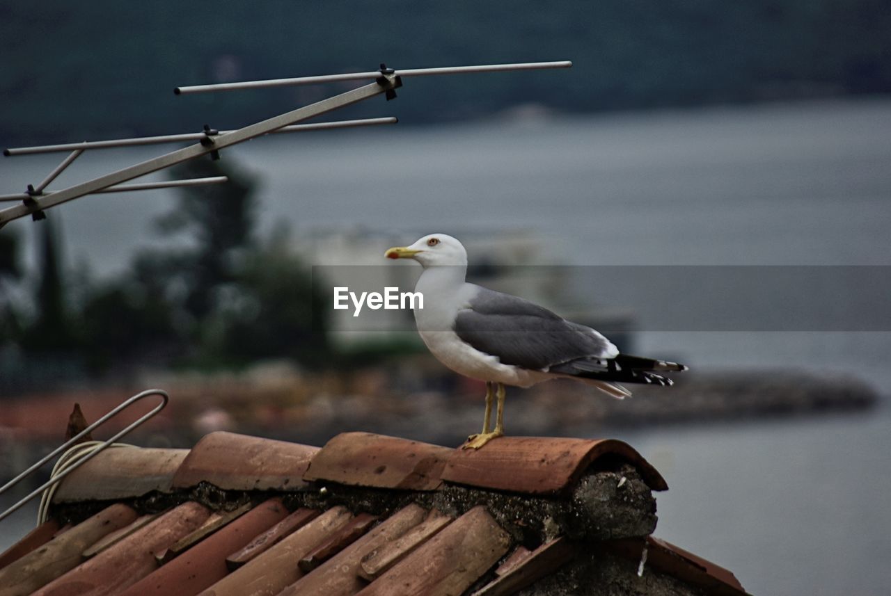 CLOSE-UP OF BIRD PERCHING ON WOOD AGAINST BLURRED BACKGROUND