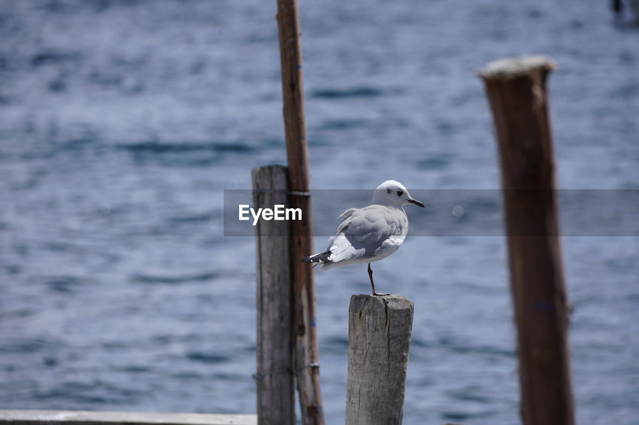 bird, animal wildlife, animal themes, animal, wildlife, water, perching, wood, wooden post, post, one animal, sea, no people, focus on foreground, seabird, seagull, nature, day, gull, beauty in nature, outdoors, ocean, pier, pole, shore, beach, winter, blue