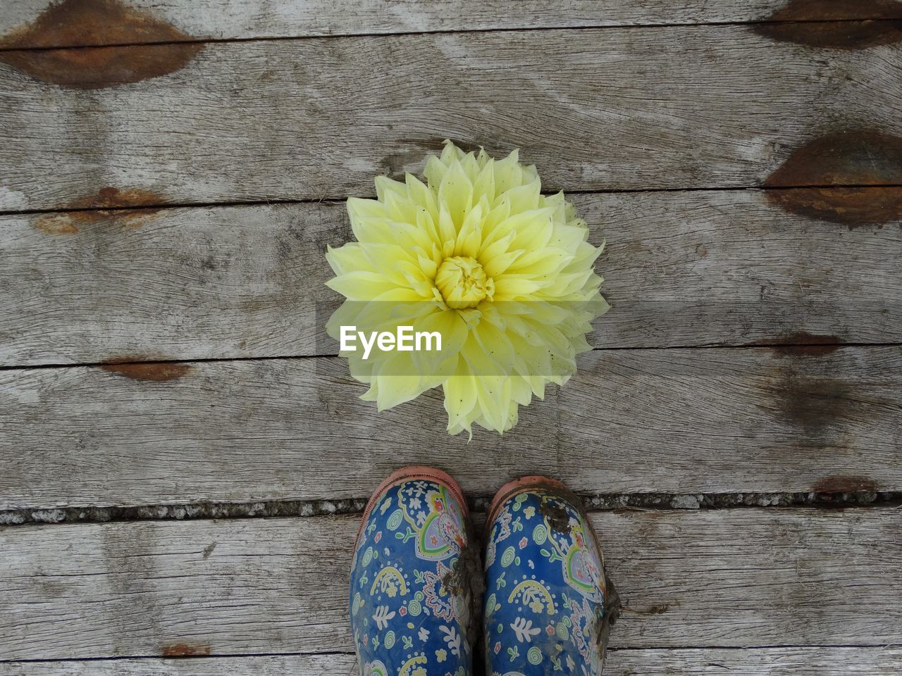 Directly above shot of yellow flower on table