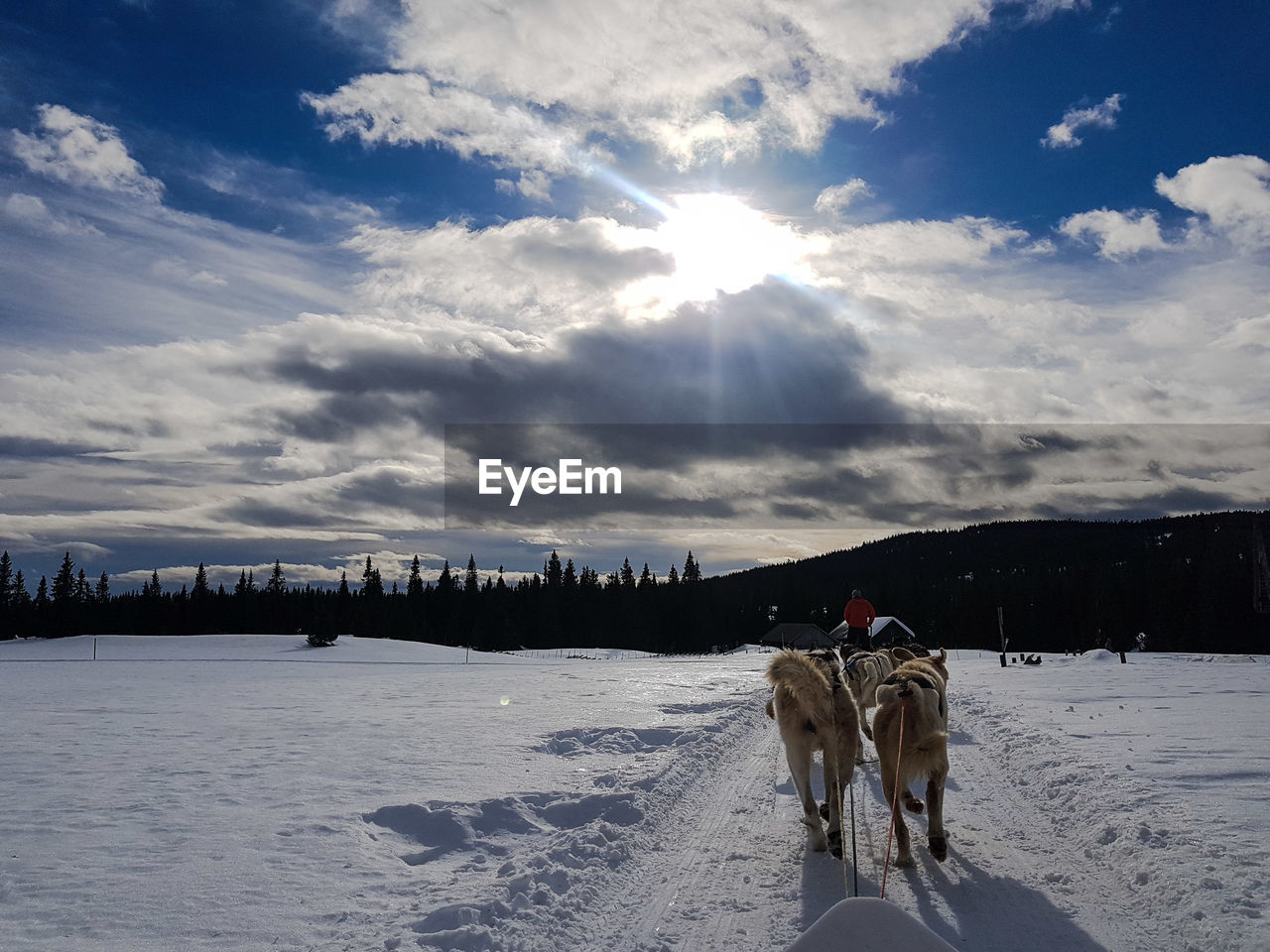 HORSE STANDING IN SNOW COVERED LANDSCAPE