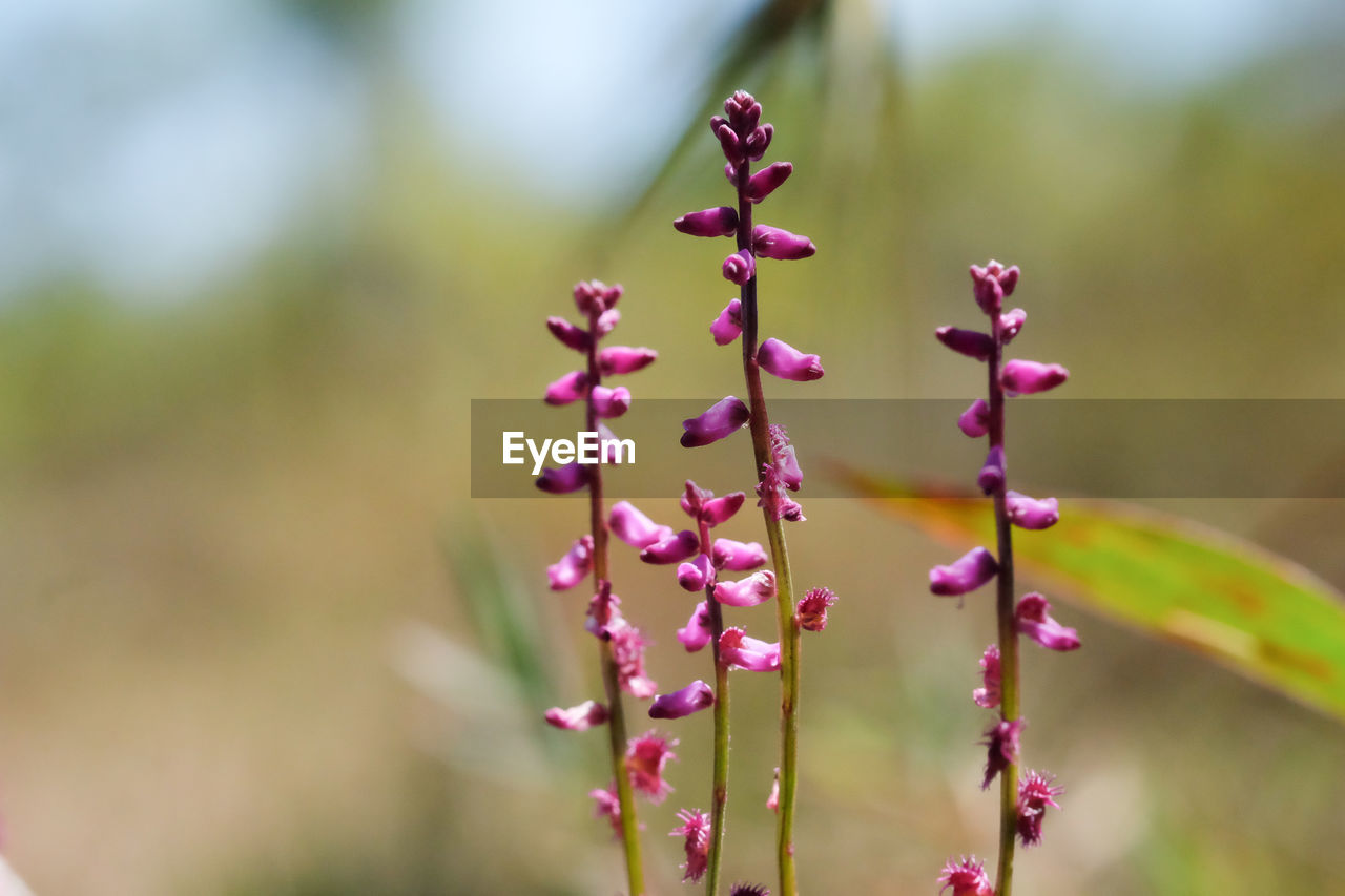 Close-up of pink flowering plant