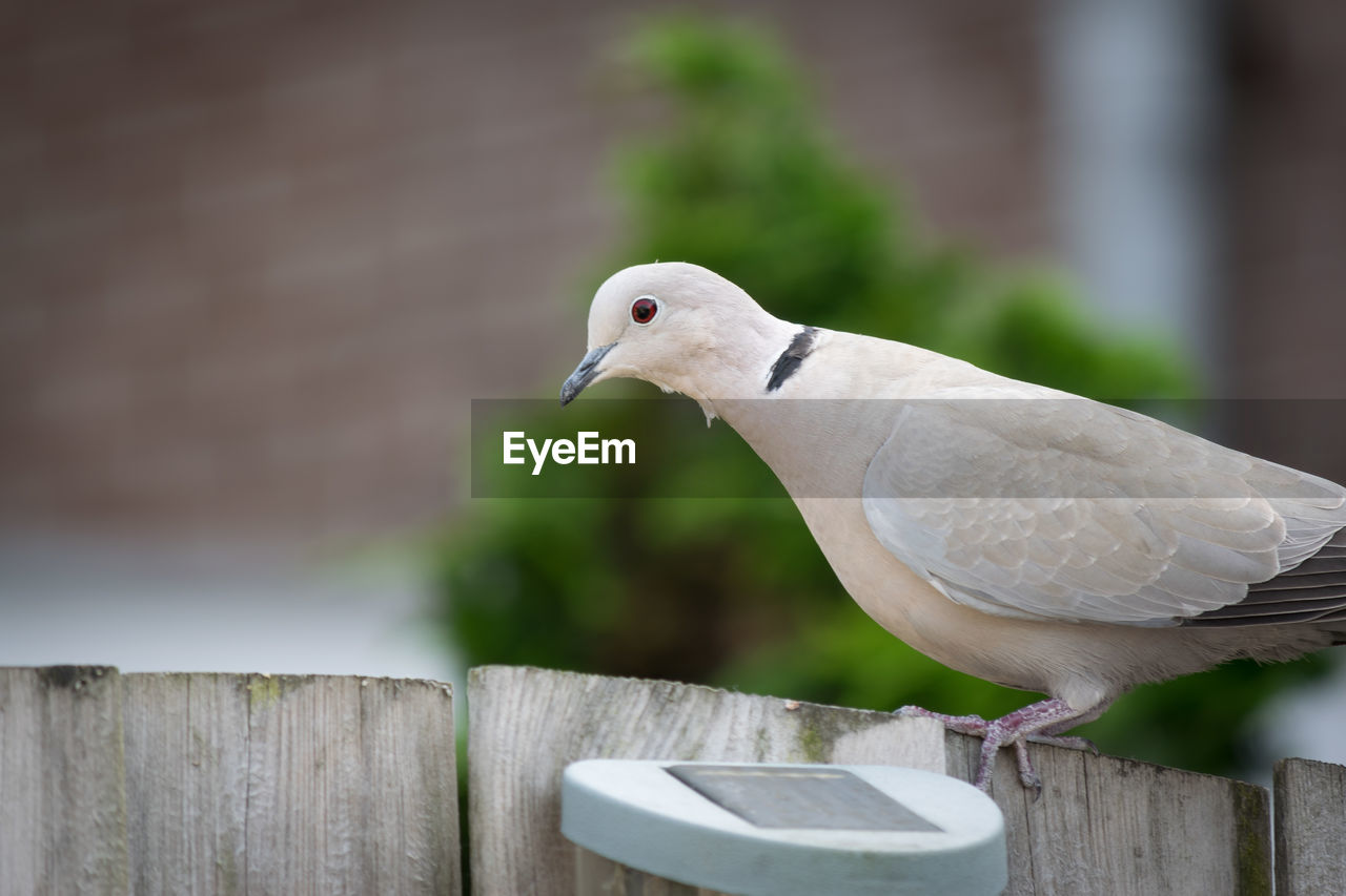 BIRD PERCHING ON WOOD