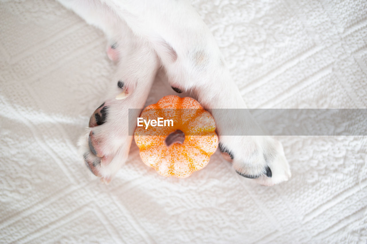 Dog paws with a pumpkin. halloween concept