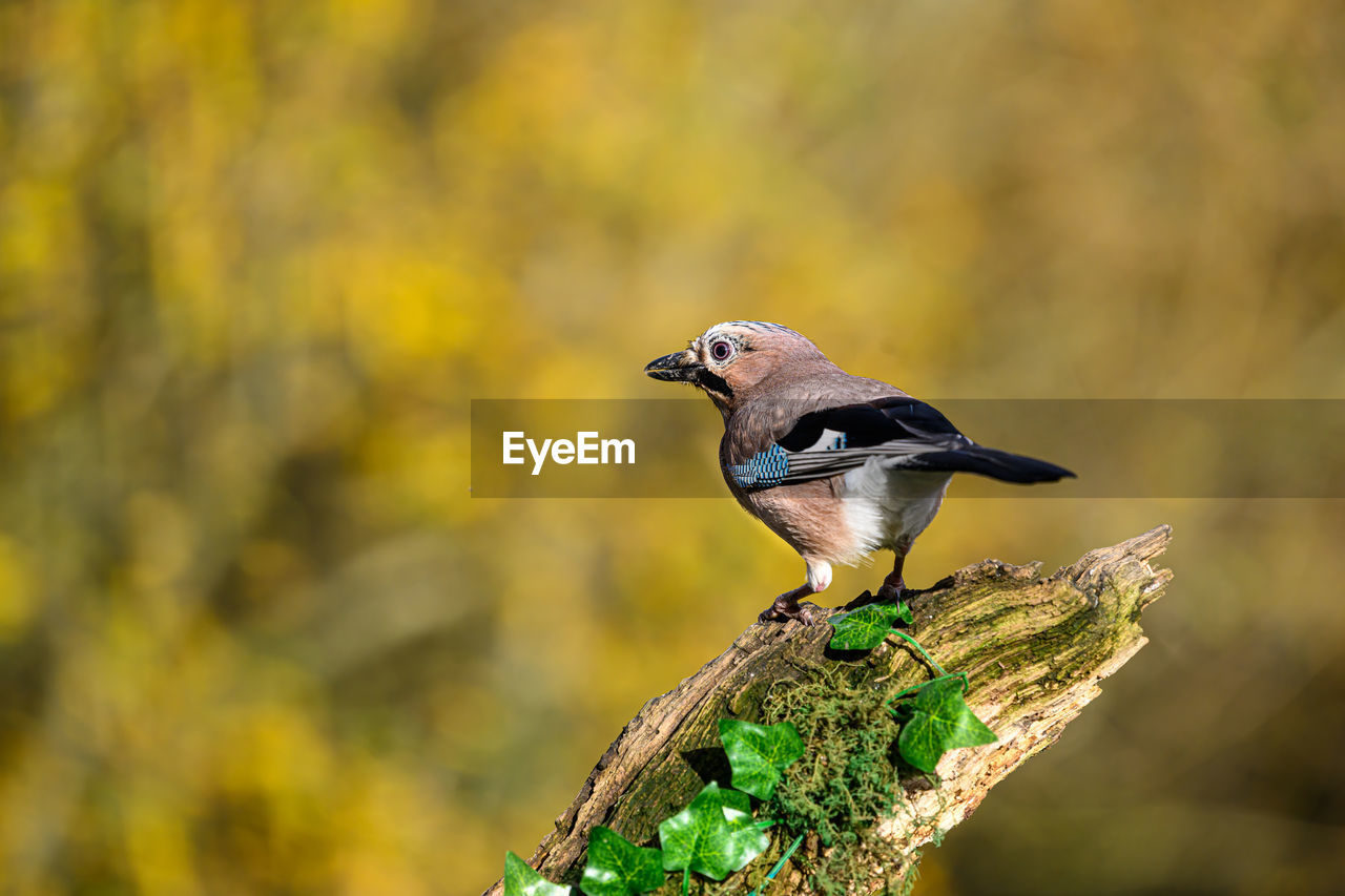 Jay, garrulus glandarius, perched on a moss covered branch