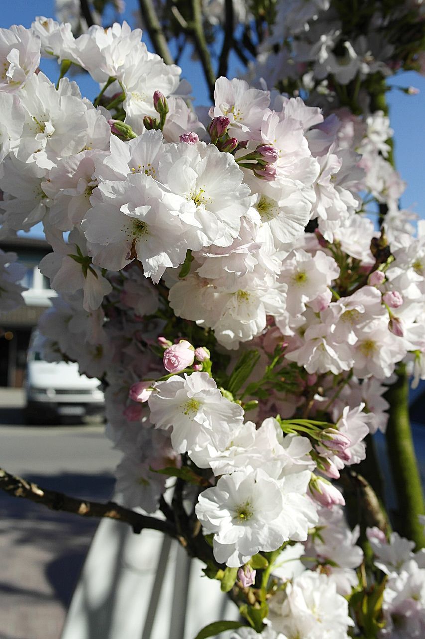 HIGH ANGLE VIEW OF CHERRY BLOSSOMS