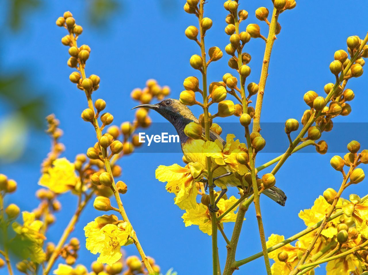 LOW ANGLE VIEW OF YELLOW FLOWERS ON PLANT