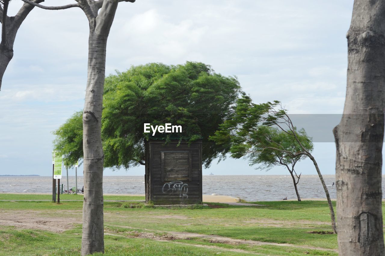 Trees against sea