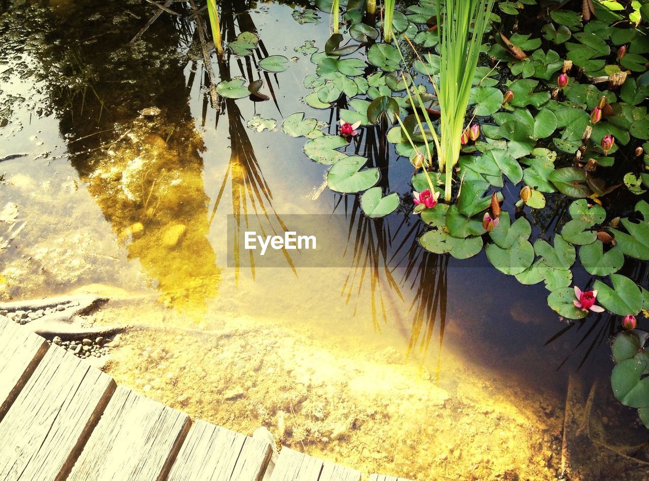 Close-up of lotus water lily in lake