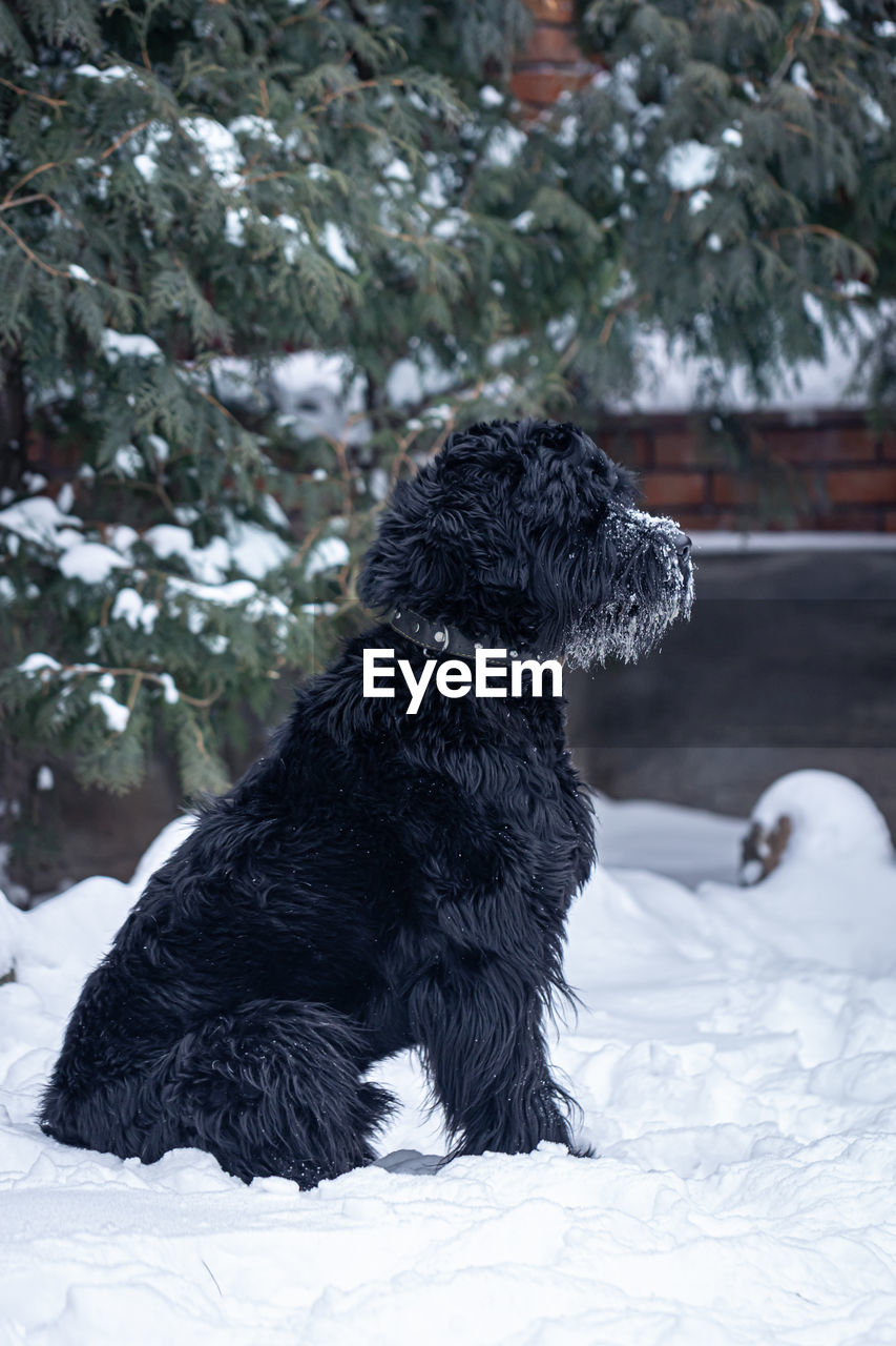 Portrait of a beautiful black dog giant schnauzer on a walk in winter in snowy weather.