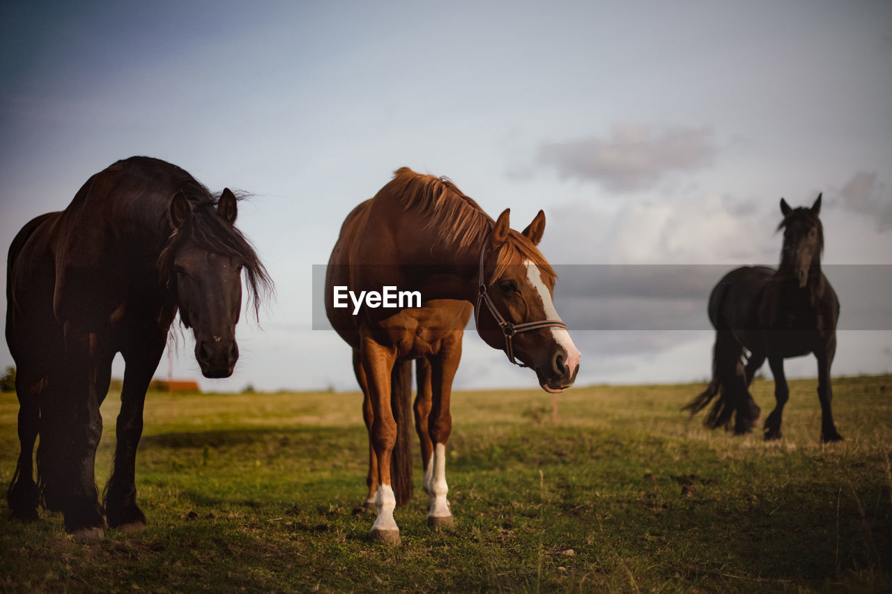 HORSES STANDING ON FIELD