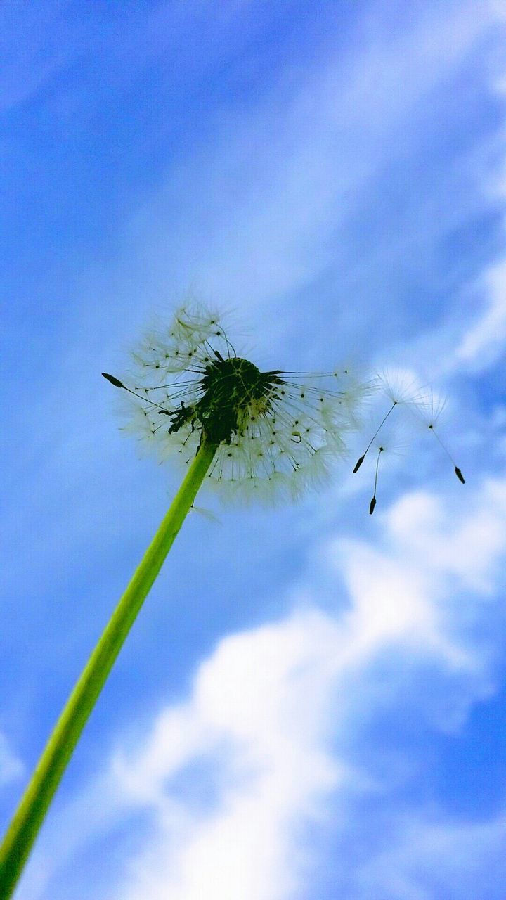 LOW ANGLE VIEW OF BIRDS FLYING IN SKY