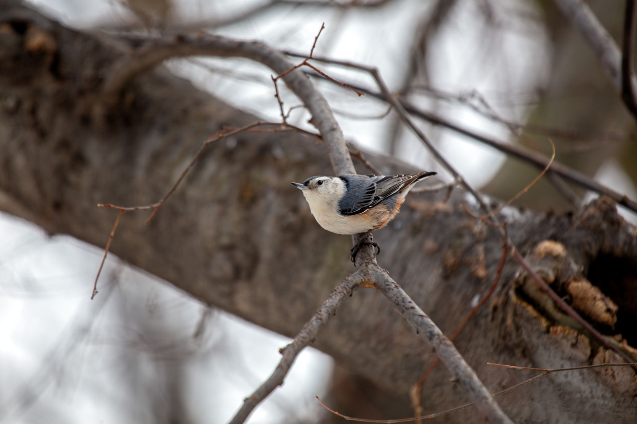 low angle view of bird perching on branch