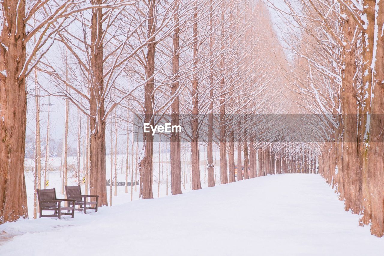 Low angle view of bare trees on snow covered field