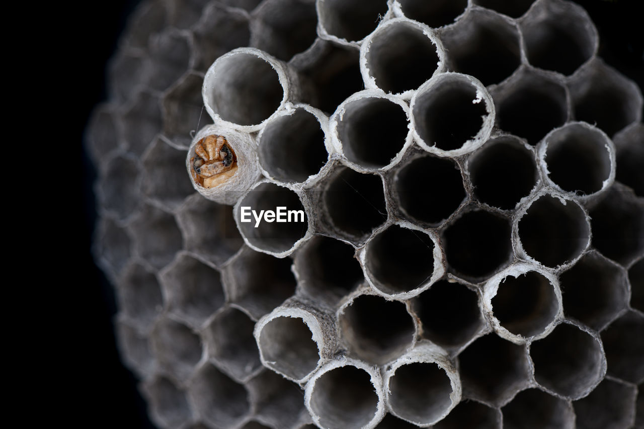 CLOSE-UP OF BEE ON A BLACK BACKGROUND