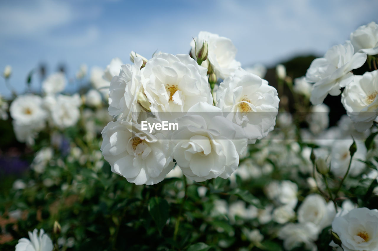 Close-up of white flowers blooming outdoors