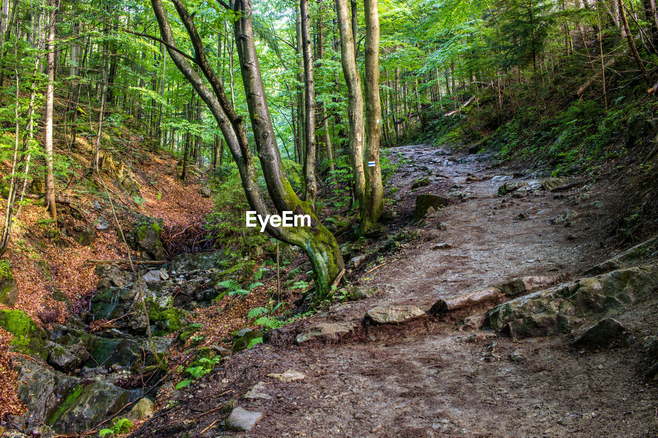 SCENIC VIEW OF STREAM FLOWING THROUGH FOREST