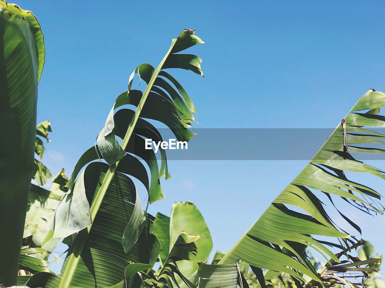 Low angle view of banana tree against clear blue sky