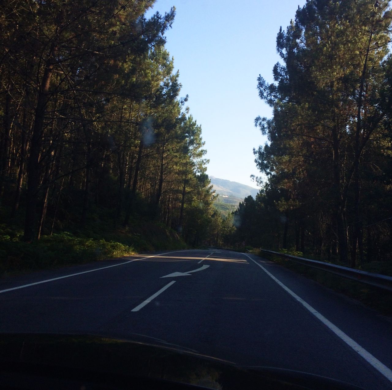 Trees at roadside seen through car point of view