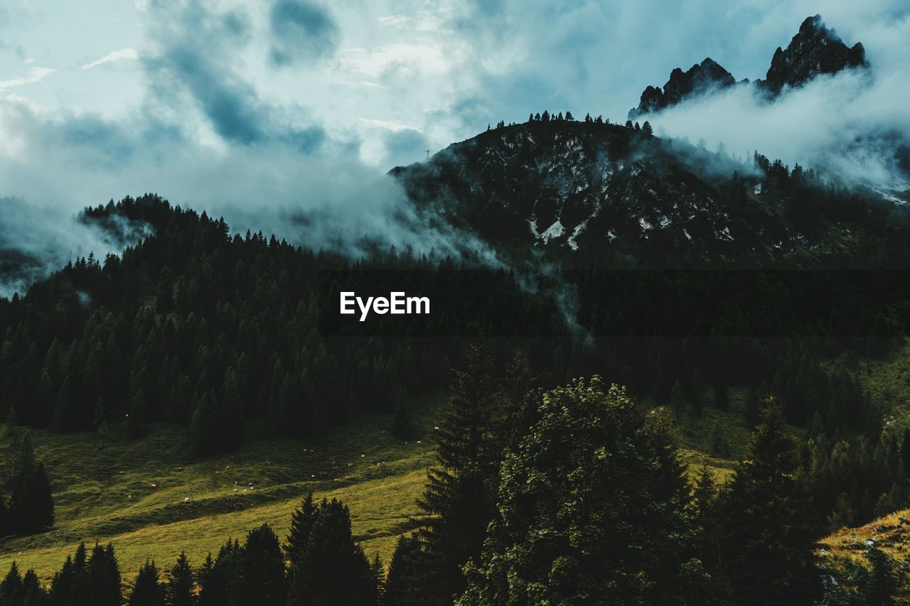 Panoramic view of pine trees against sky