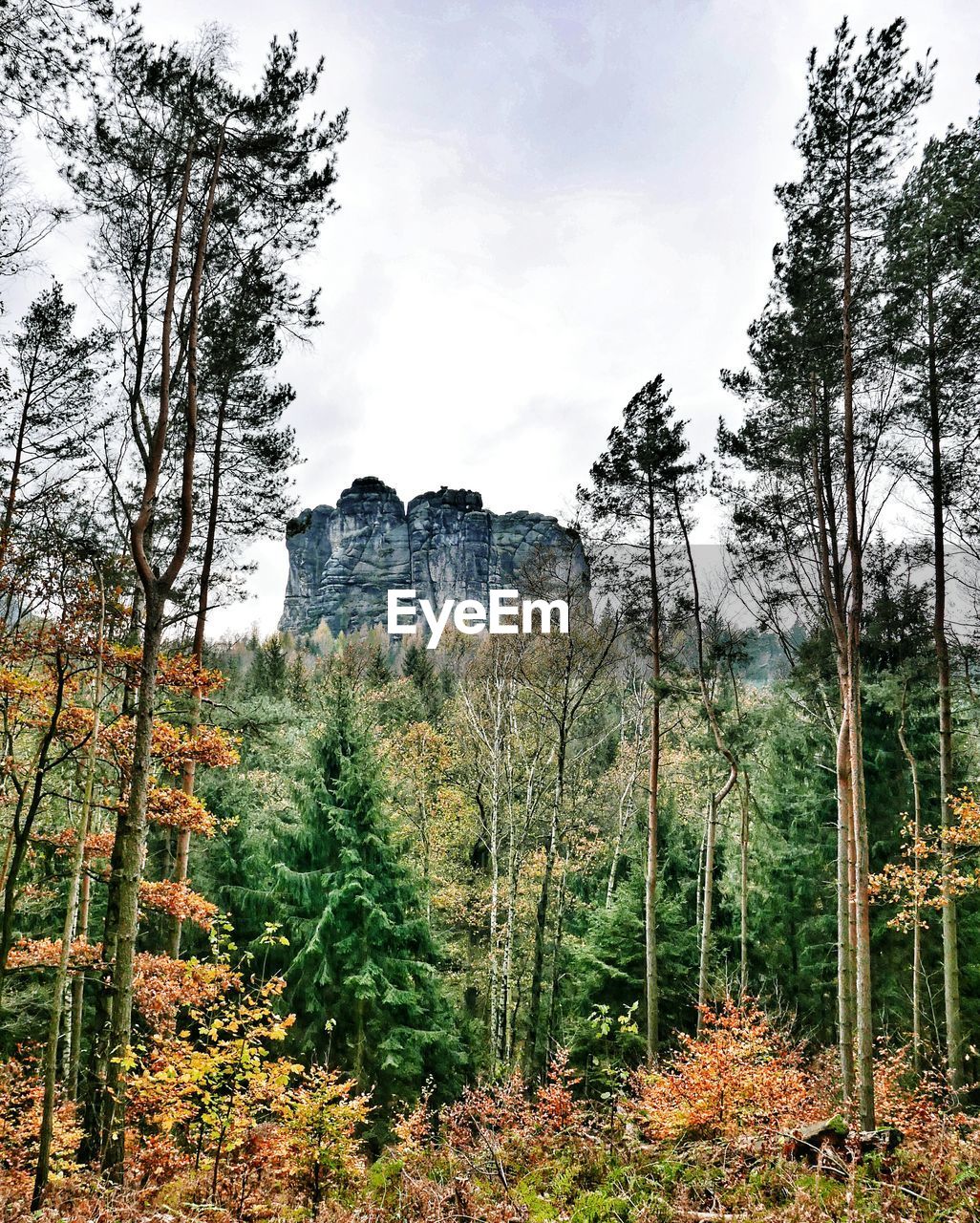 TREES IN FOREST DURING AUTUMN