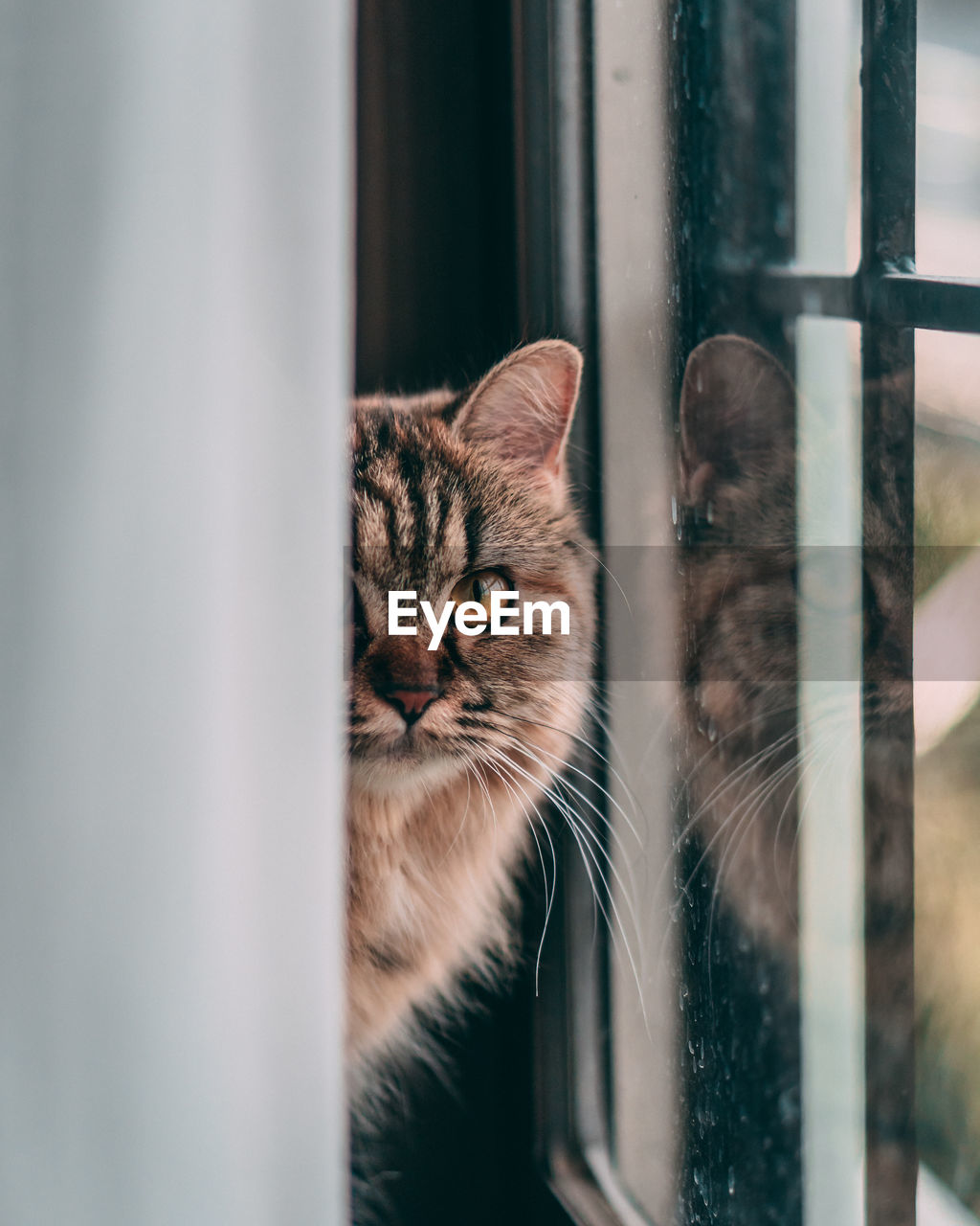 Close-up portrait of cat peeking through window