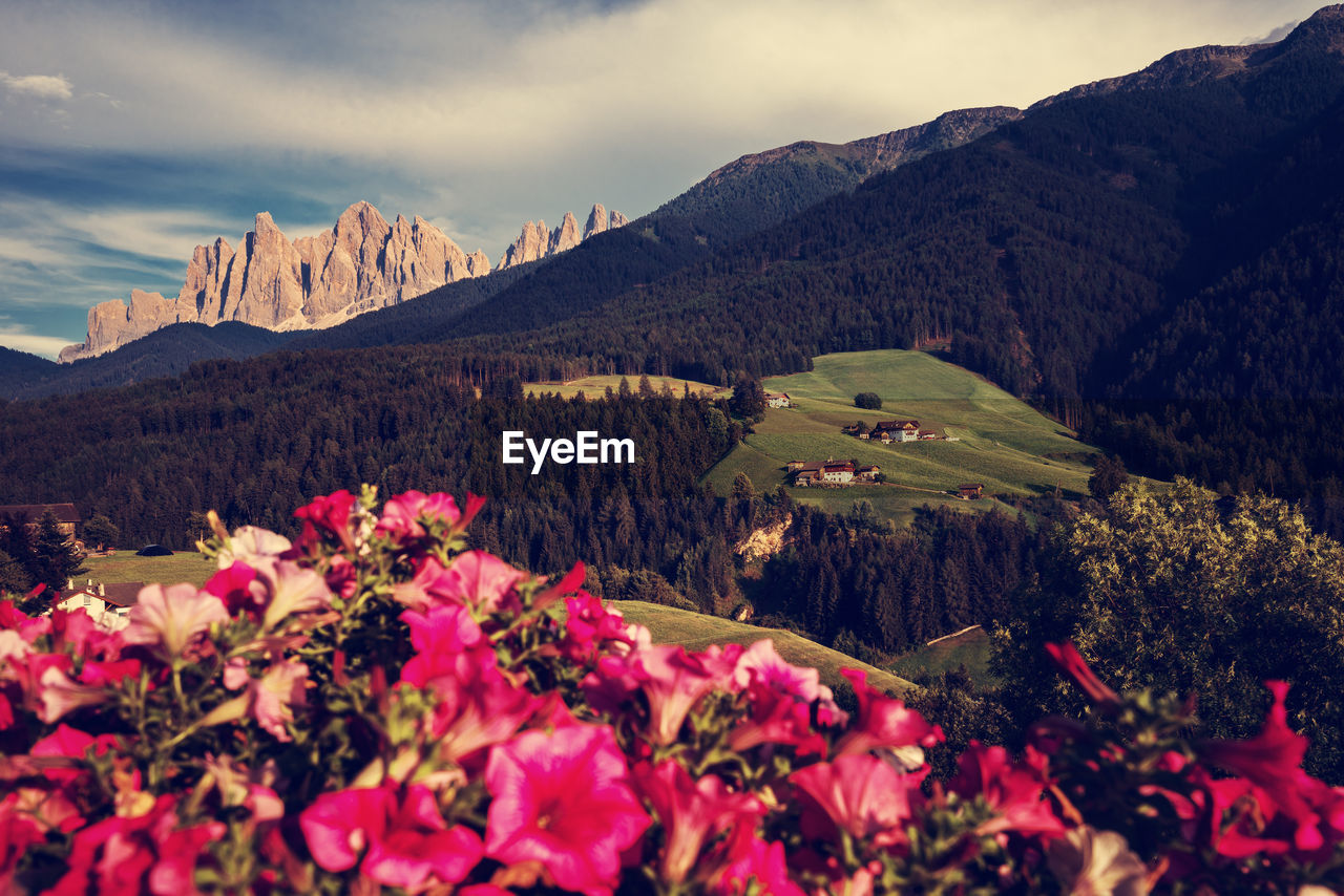 Scenic view of pink and mountains against sky