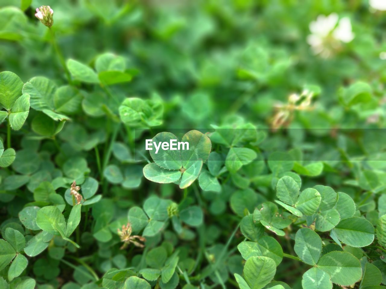 CLOSE-UP OF GREEN LEAVES ON PLANT